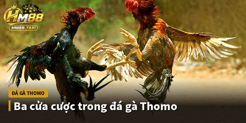 Ba cửa cược trong đá gà Thomo