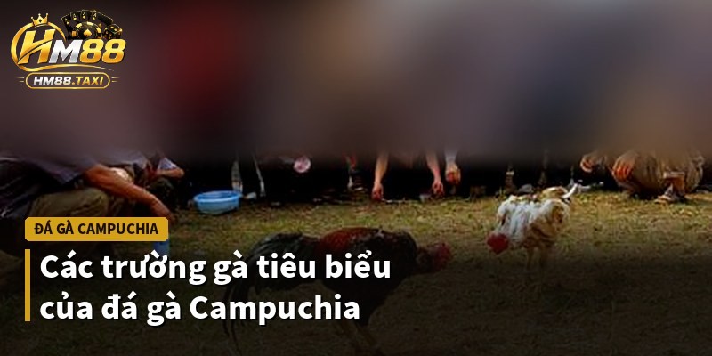 Các trường gà tiêu biểu của đá gà Campuchia