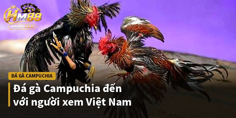 Đá gà Campuchia đến với người xem Việt Nam
