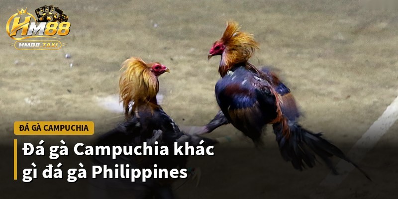 Đá gà Campuchia khác gì đá gà Philippines