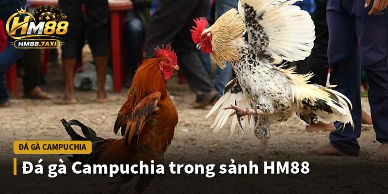 Đá gà Campuchia trong sảnh HM88