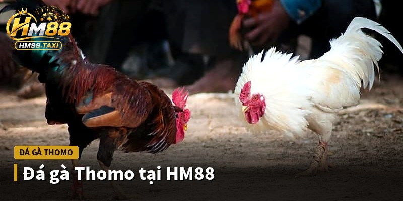 Đá gà Thomo tại HM88
