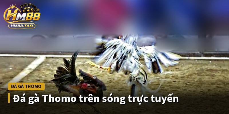 Đá gà Thomo trên sóng trực tuyến