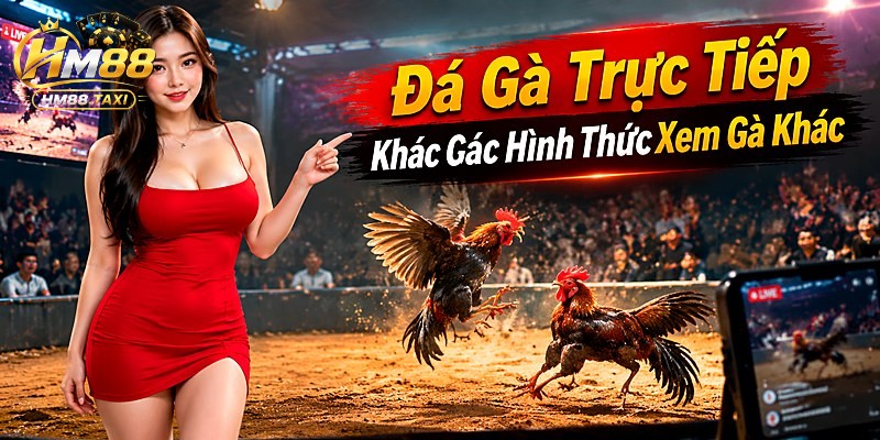 Đá Gà Trực Tiếp Khác Gì Các Hình Thức Xem Gà Khác