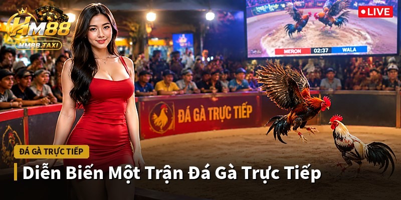Diễn Biến Một Trận Đá Gà Trực Tiếp