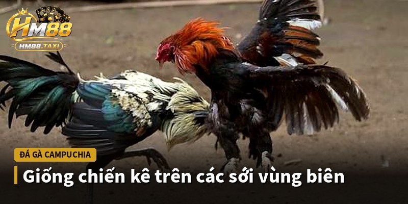 Giống chiến kê trên các sới vùng biên