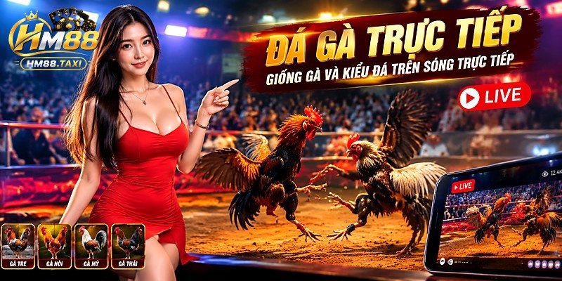 Giống Gà Và Kiểu Đá Trên Sóng Trực Tiếp