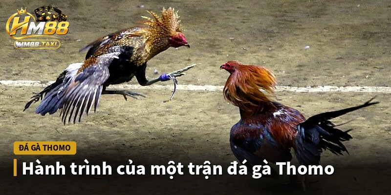 Hành trình của một trận đá gà Thomo