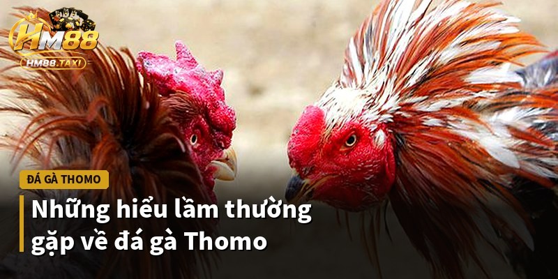 Những hiểu lầm thường gặp về đá gà Thomo
