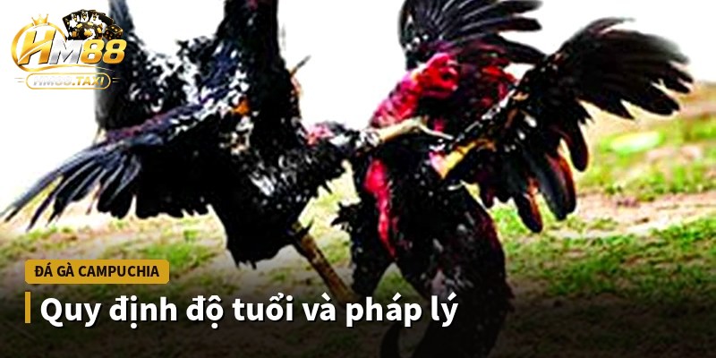 Quy định độ tuổi và pháp lý