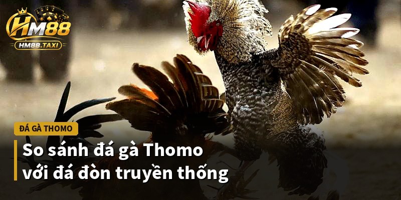 So sánh đá gà Thomo với đá đòn truyền thống