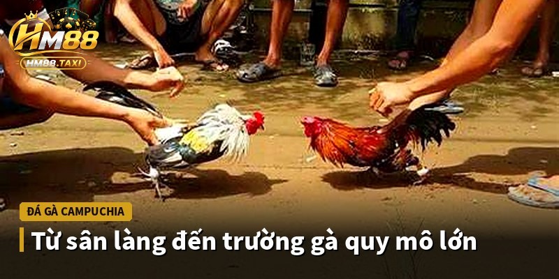 Từ sân làng đến trường gà quy mô lớn