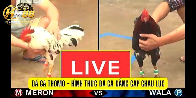 Vị thế của đá gà Thomo với giới chơi gà Nam Bộ